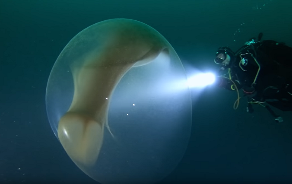 Ronioci zaprepašćeni otkrićem jezive mase blizu obala Norveške! Ima ih na hiljade! (VIDEO)