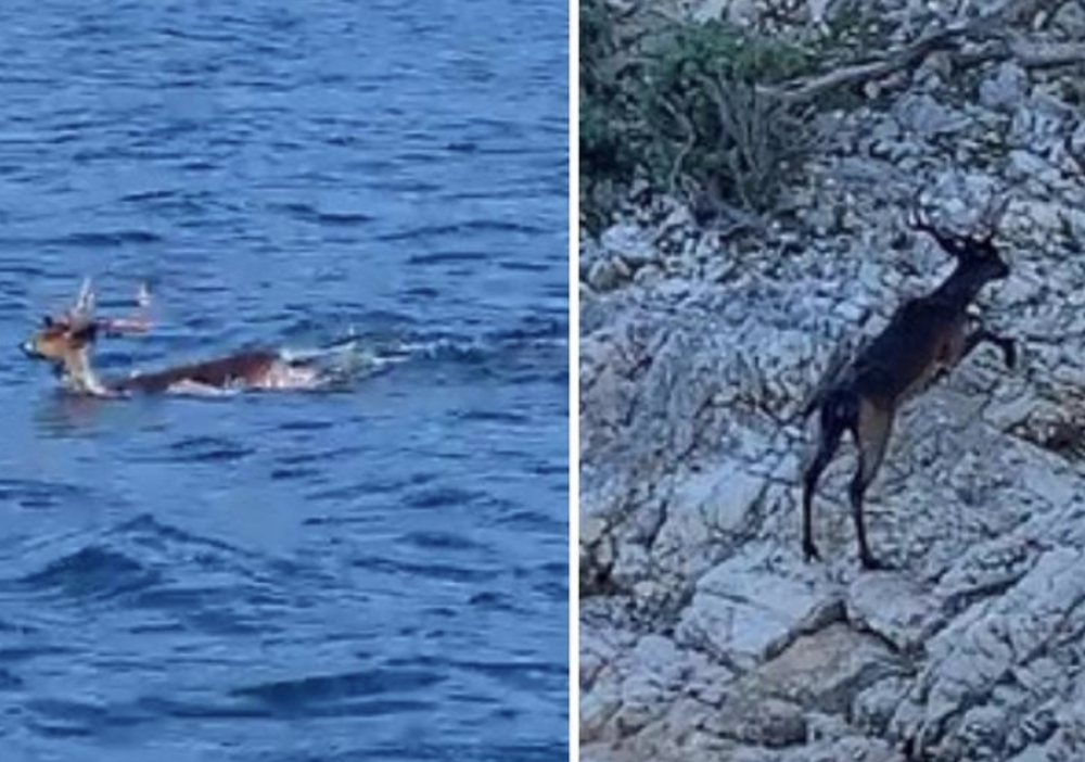 "Šokirao sam se prizorom! Manje bi me začudilo da sam video ajkulu!"
