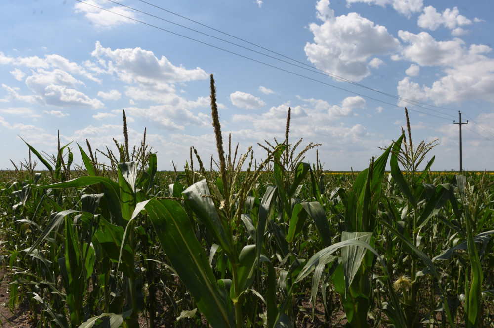 Srbija ima hrane za naredne dve godine!