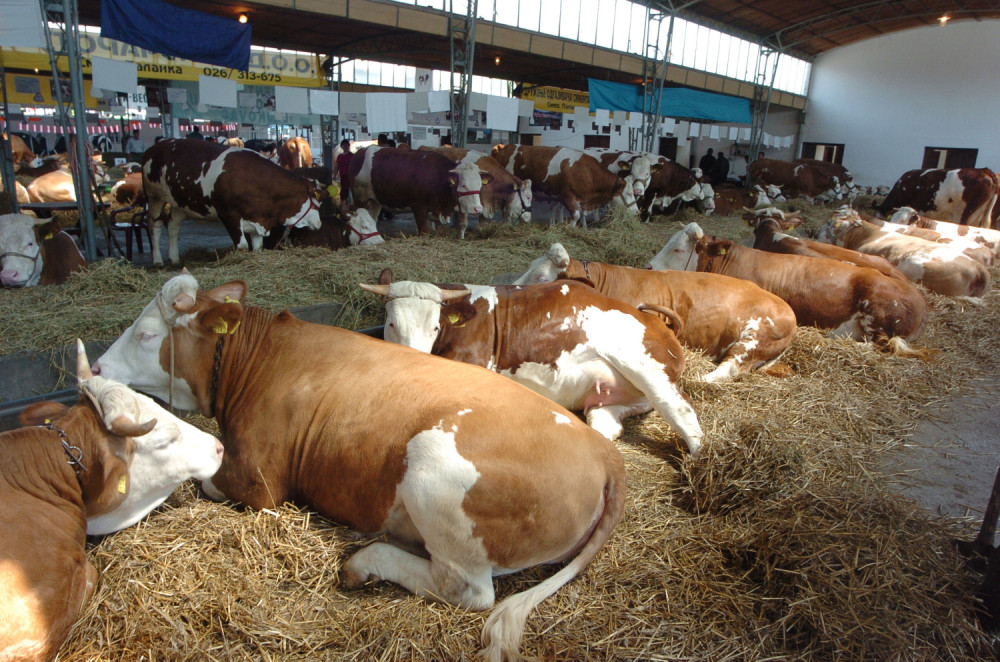 Domaćin Pero sa svojih 70 godina ne pamti da se ovakvo čudo ikad desilo!