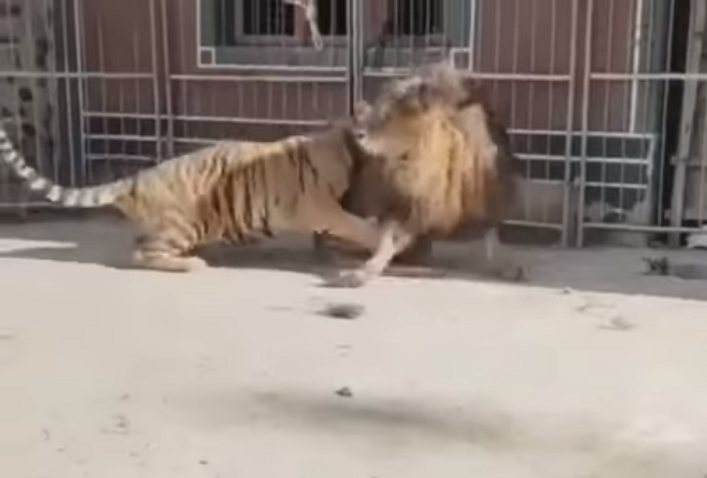 Tigar preklao ženu, na mestu preminula