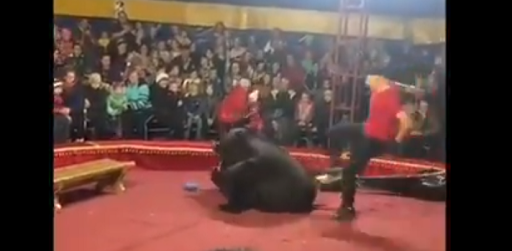 Medved napao trenera, a onda je krenuo dalje! (UZNEMIRUJUĆI VIDEO)