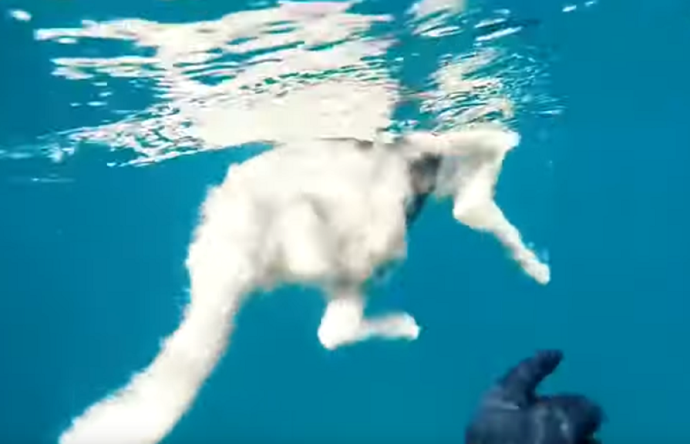 Čovek skočio u more prepuno ajkula da izvuče svog ljubimca! Kada ih je neman ugledala, počela je trka sa vremenom! (VIDEO)