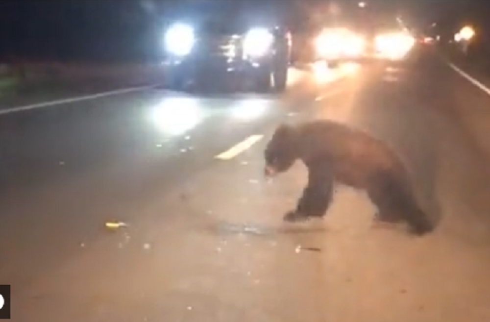 Čin koji slama srca! Majka sklanja povređeno meče sa puta! (VIDEO)