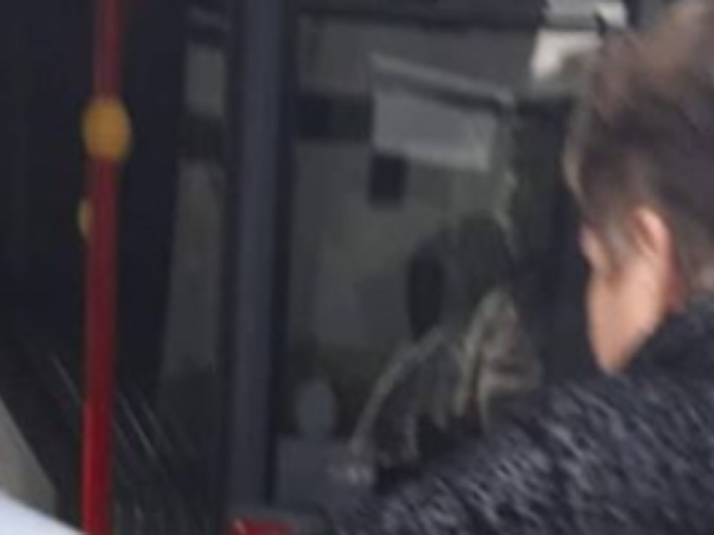 Ovo ima samo kod nas! Žena sa kolicima za bebe ušla u bus, a ono što su putnici videli nikako nisu očekivali!