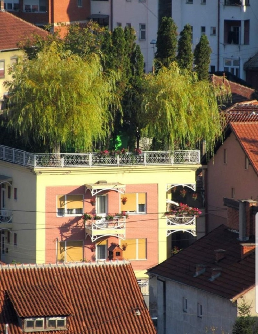 Piroćanci zastajkuju kada prolaze pored, a pravo je čudo ono što se nalazi ispod krošnji! (FOTO)