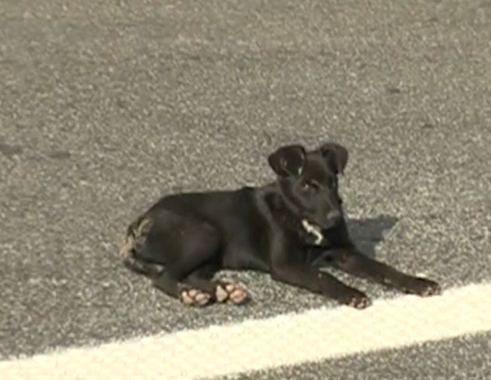 Psima voz otkinuo glave, ili je reč o monstruoznom ljudskom zločinu?