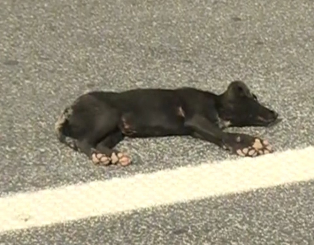 Dečak psu zakucao ekser u glavu, oglasili se i vlasnici