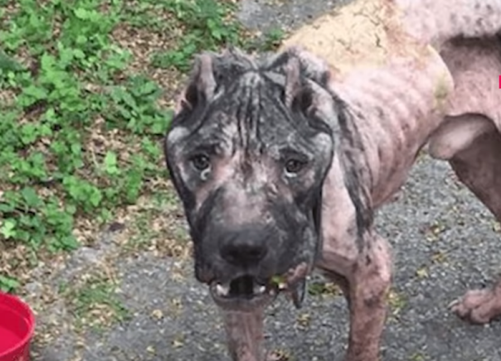 Posle borbi su ga izbacili na ulicu! Pomoć je pristigla u pravi čas!  (VIDEO)