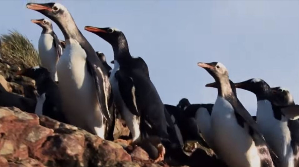 Ove životinje pređu celu plažu dok ne nađu savršen prsten! (VIDEO)