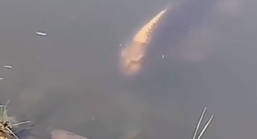 Uznemiravajuć prizor životinje koja izgleda kao čovek! (VIDEO)