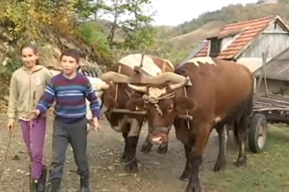 Vuk im je prvi komšija, a medved najbolji drug! Bude se u cik zore, a onda idu šumu!