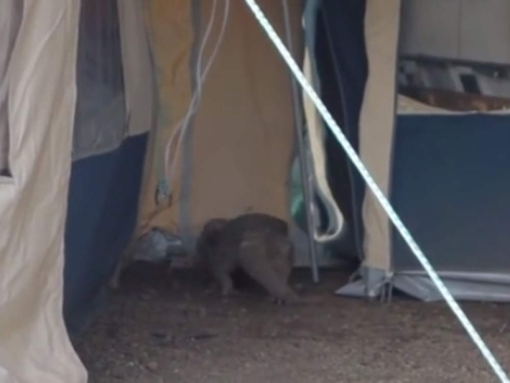 Ovo "čudo" prirode ušunjalo se u njihov šator! Džinovski gušter napravio je haos ovim turistima! (VIDEO )