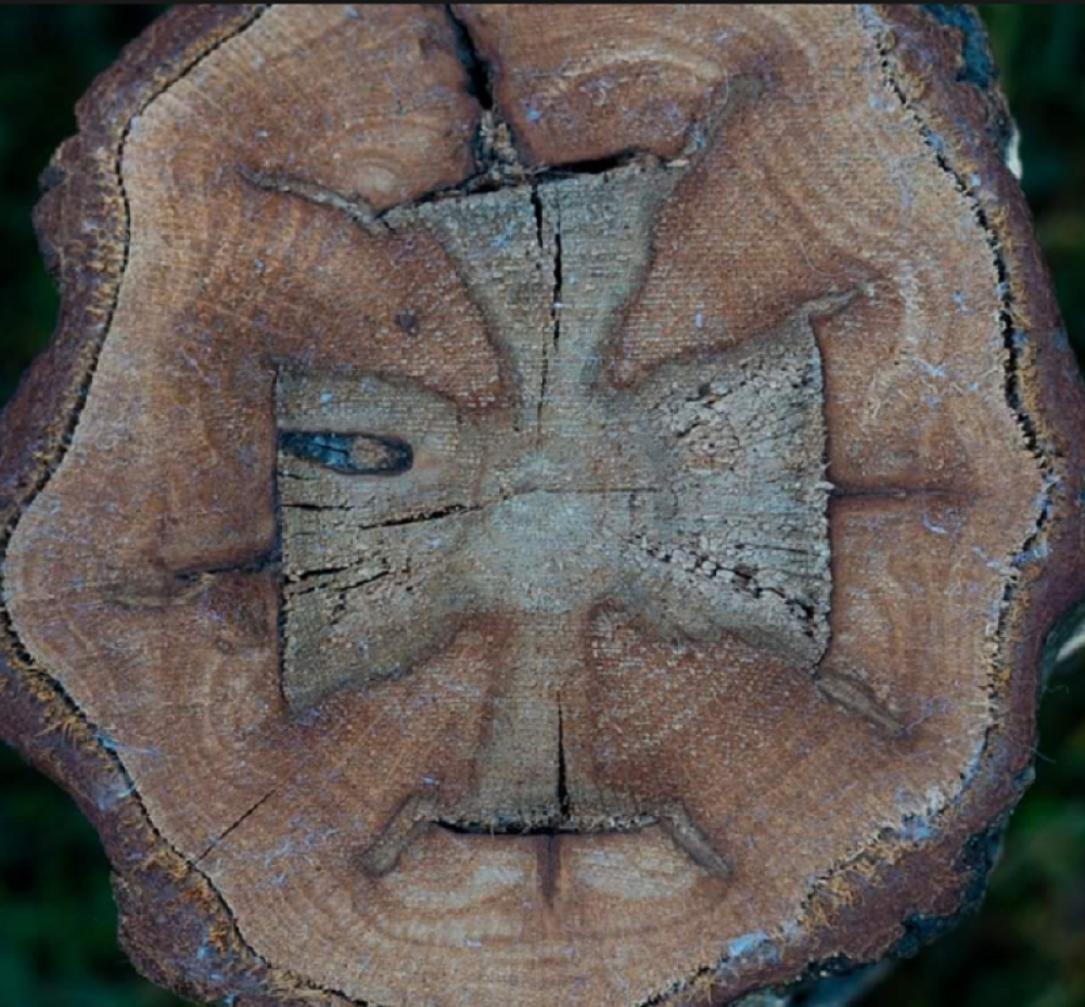 Cuckići sekli drva za ogrev, a onda su naišli na poruku od svevišnjeg! (FOTO)