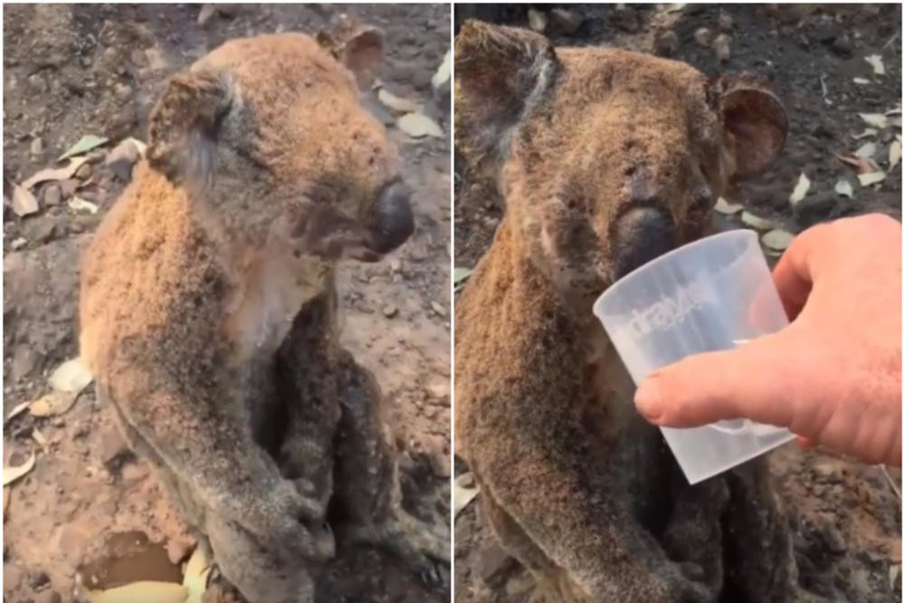 Usred jezivih požara naišao na spaljenu koalu i dao joj vodu! Njihov dirljiv susret gleda ceo svet! (VIDEO)