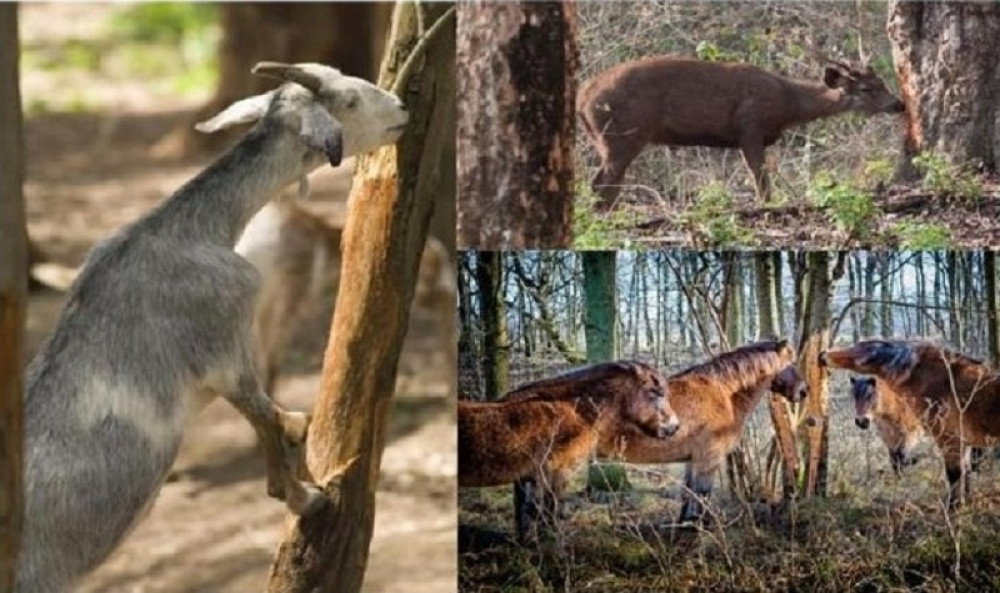 Alternativa antibioticima kod životinja i ljudi: budućnost ili zabluda?