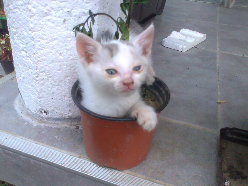 Maca u saksiji pronašla spas od nevremena!