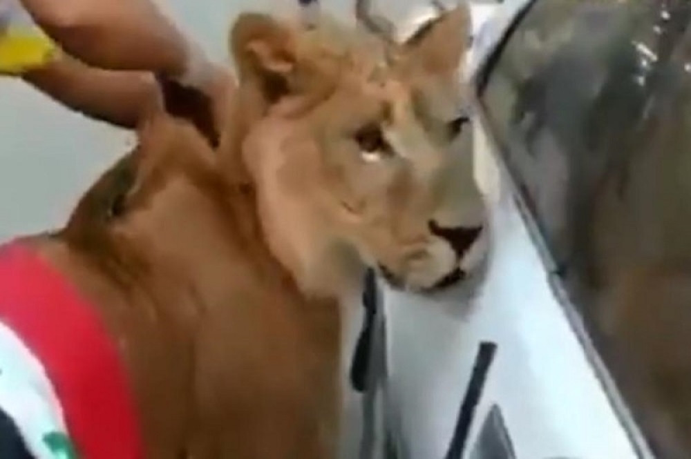 Policija izvale pse na proteste. Rešio je da im odgovori, i izveo lava! Ogrnuo ga i zastavom! (VIDEO)