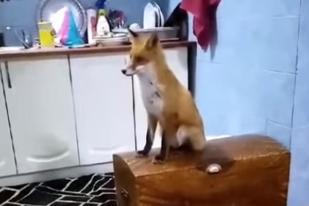 "Dođe u kuću, prošeta, legne malo, gleda televiziju. Mi sedimo, sedi i ona"