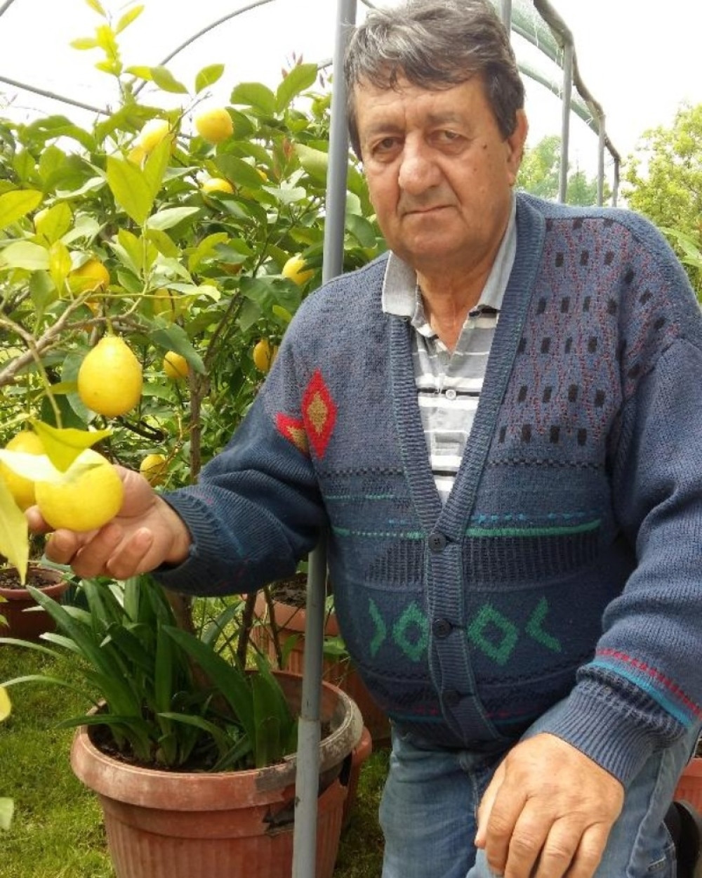 Cane Trifunović uzgaja limun sa suprugom već 20 godina, a kad poklanja rodbini i prijateljima niko se ne seti da plati!