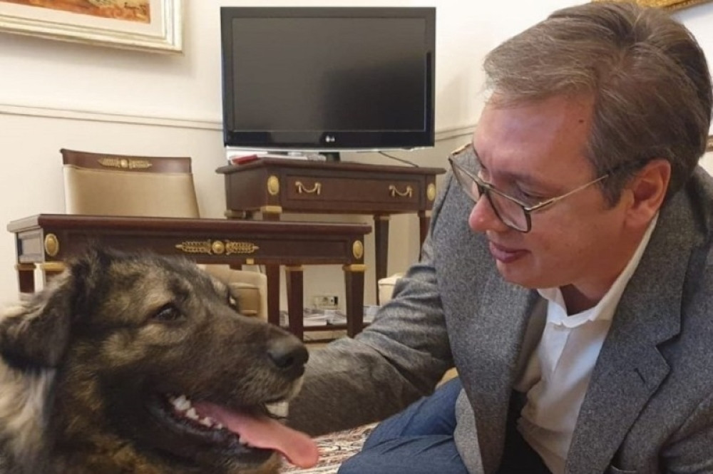 Opoziciji sve smeta - Fotografija Vučića sa psom izazvala histeriju! Pljušte negativni komentari