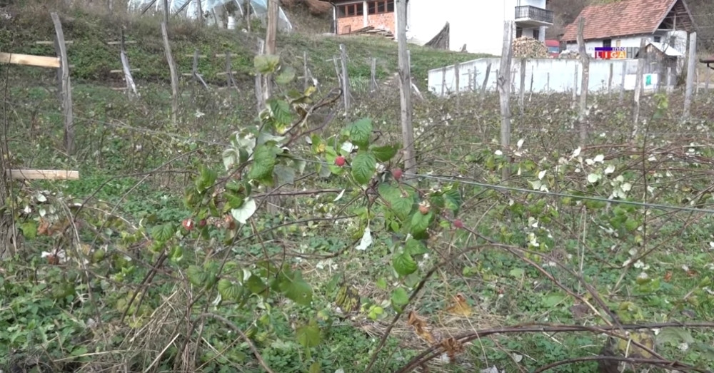Velika promena za malinare ove godine, postavlja se samo jedno pitanje