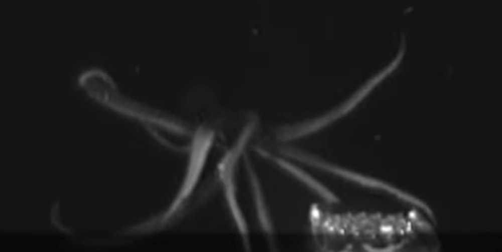 Kamera ga snimila kako agresivno napada mamac i odvlači u vodeni mrak! (VIDEO)