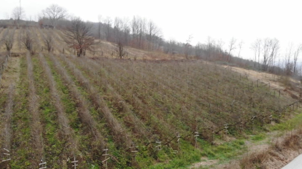 Maline ćemo brati i za Božić!