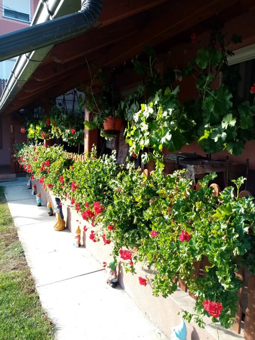 Čudo u dvorištu Miroslava Milojevića iz sela Gornja Gorevnica! Priroda se zbunila!