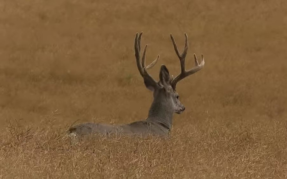Saznajte od drevnih Kelta kakav će vam život biti!