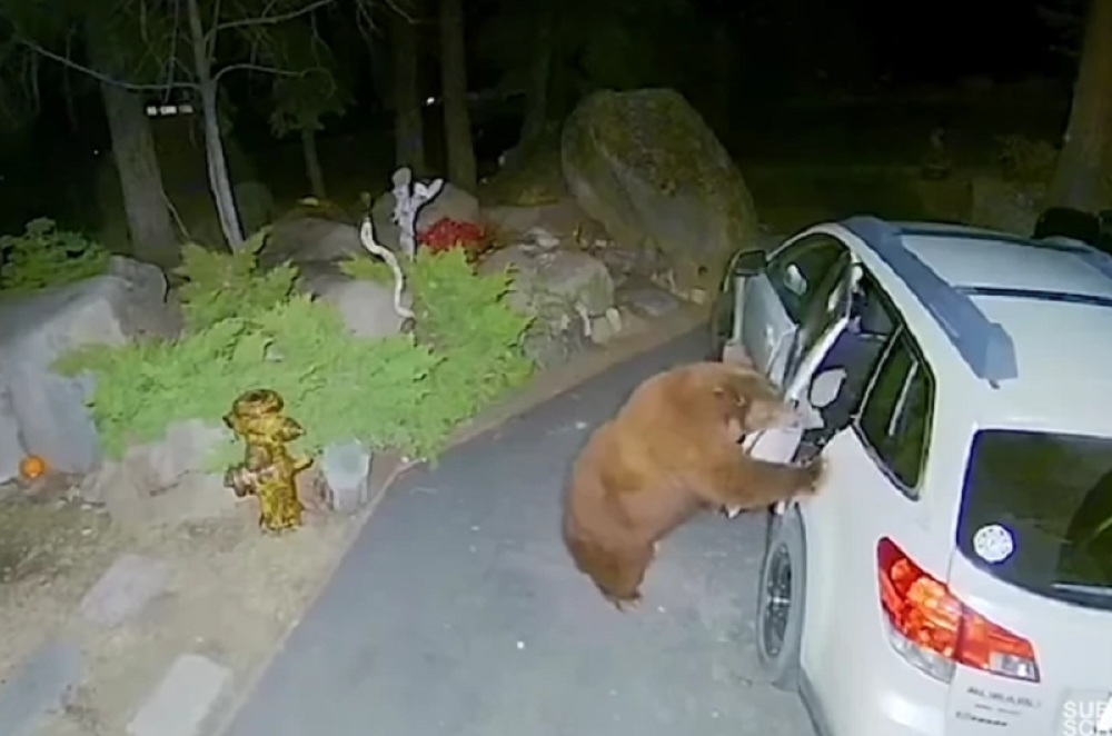 Medved se šetao oko automobila, pa otvorio vrata i ušao u njega, a ono što je posle uradio niko nije očekivao! (VIDEO)