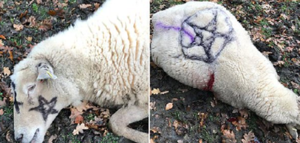 U nacionalnom parku pronađeni leševi ovaca, počinitelji su na njima ostavili sotonističke znakove!