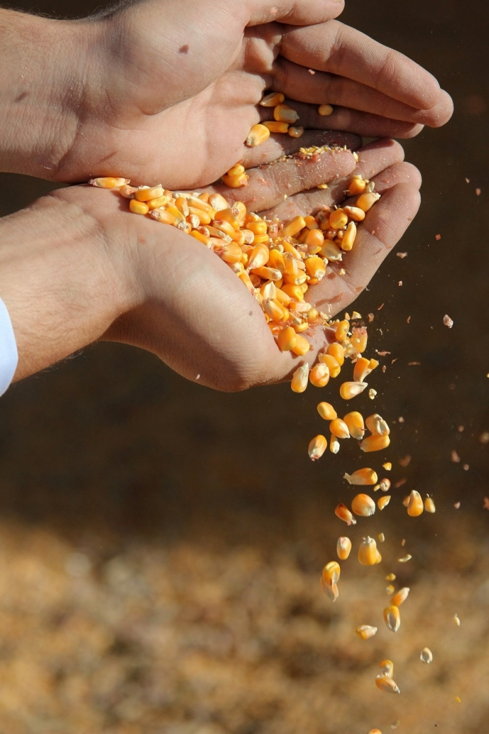 Saznajte kakva sudbina vas očekuje uz pomoć kukuruza! Važan je pravilan raspored!