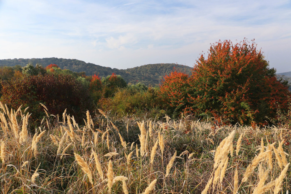 Prenose bolesti, gamižu i uništavaju, a opasnost nam preti i sa neba!