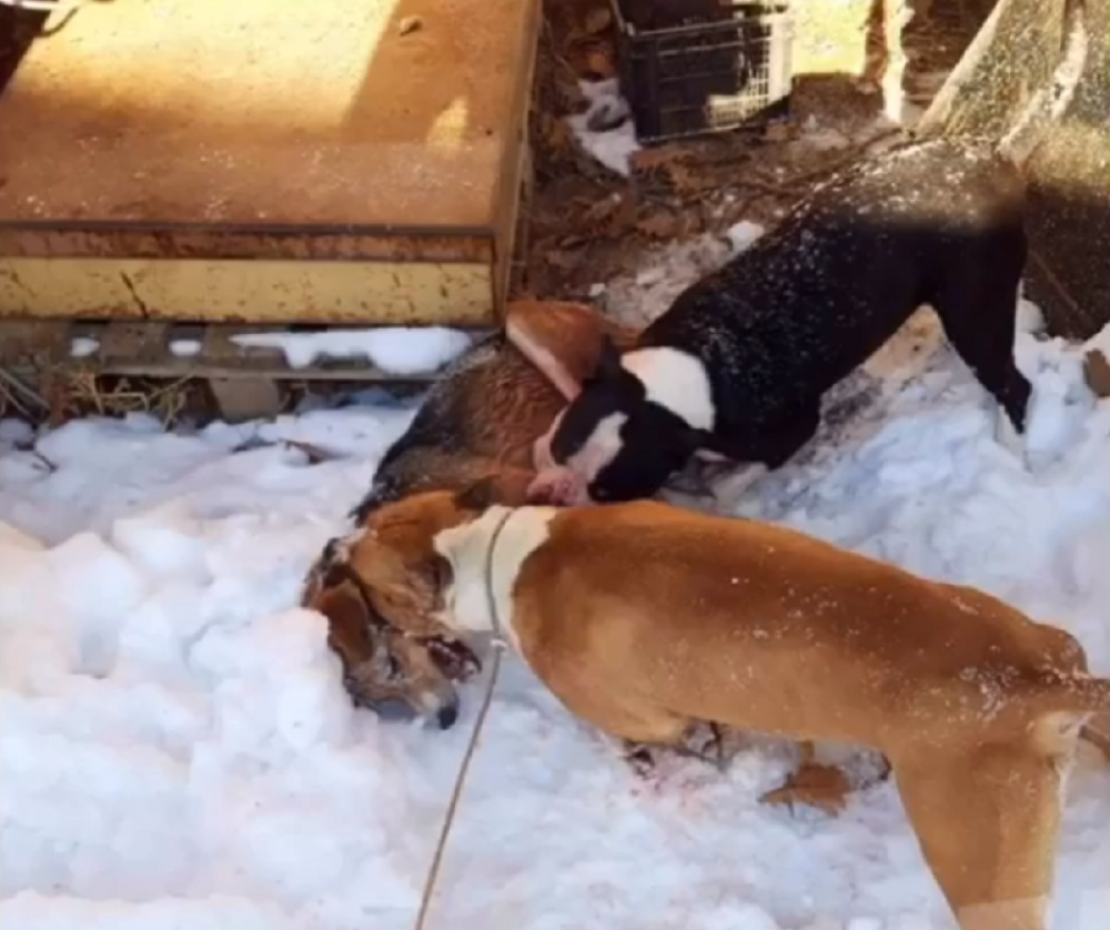 UZNEMIRUJUĆI VIDEO~Ogavni snimci nasilja nad životinjama u Srbiji: Tukli su ih, trovali, rešetali i mučili do smrti