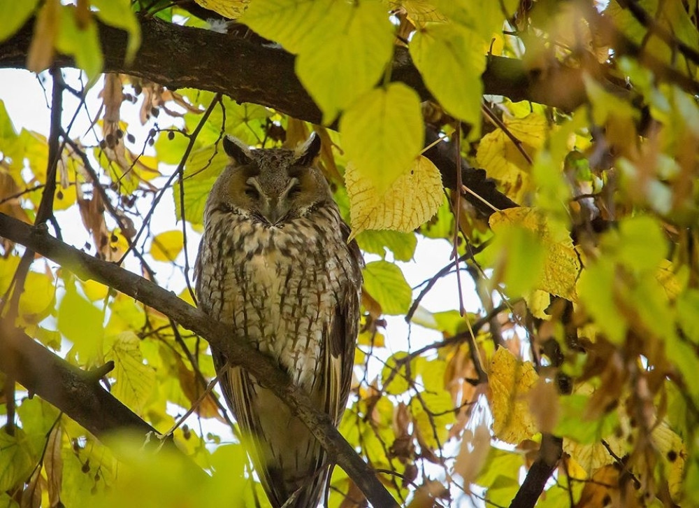 Sovin vid noću vekovima budi razne maštarije
