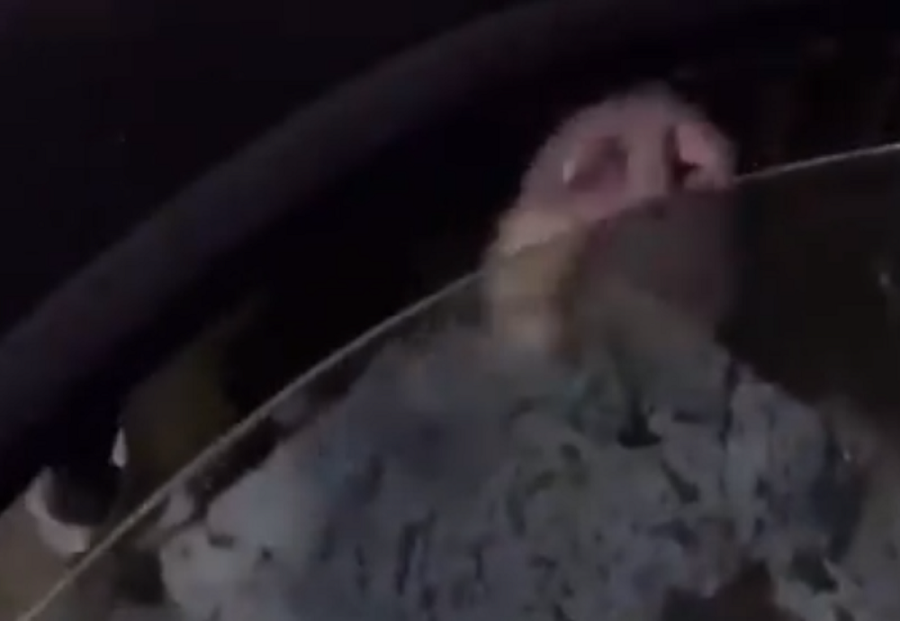 Policija oslobodila medveda koji se zaključao u automobilu (VIDEO)