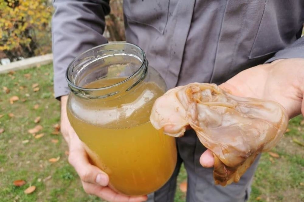 Darko iz Bajine Bašte na svom imanju uzgaja gljivu za koju kažu da leči sve, ali pogledajte kako izgleda - Da li biste pili ovaj napitak?!