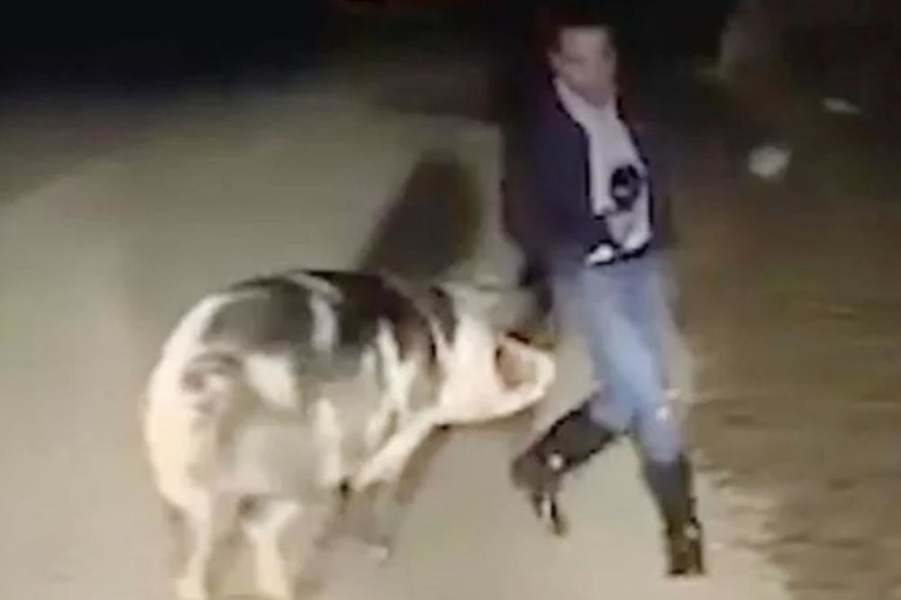 Novinar se uključio uživo sa terena, kada je krmača pobesnela! Pokušao je da nastavi, a svi su počeli da se valjaju od smeha! (VIDEO)