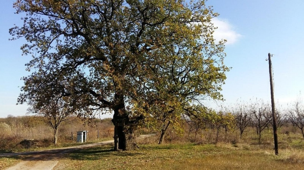 Sreća nikad veća! Maksimovići našli dokaz Svete zemlje baš uoči Božića