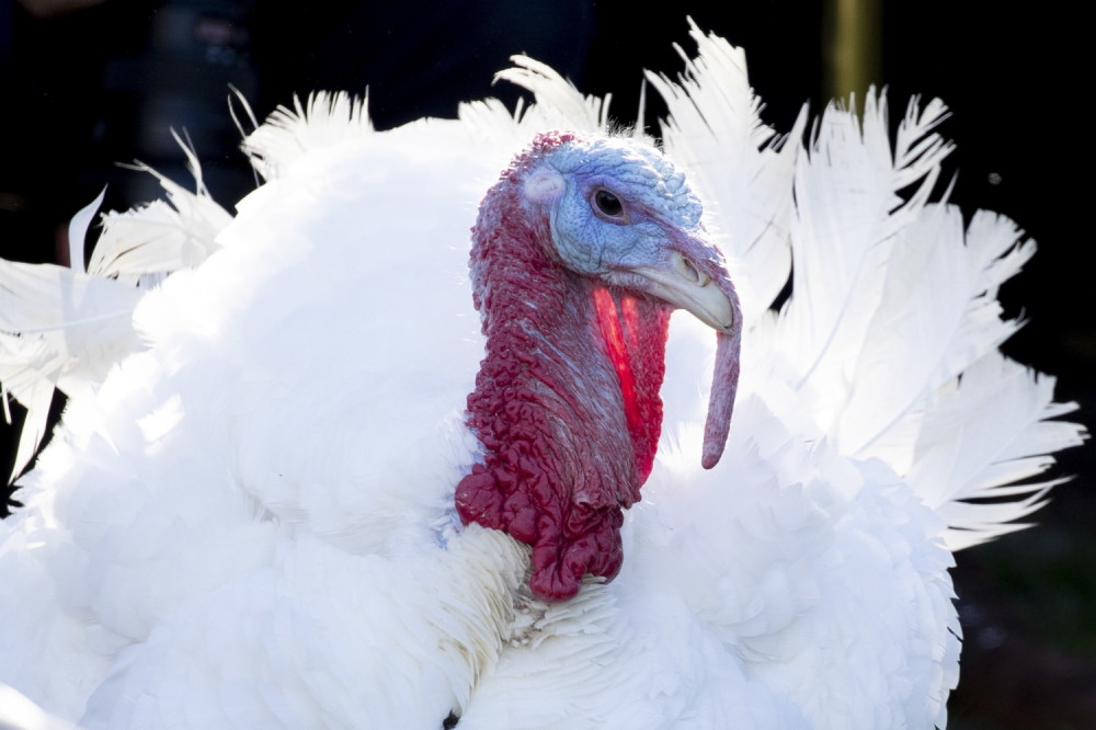 Tri Letonca uhapšena zbog krađe ćurke koju su napili!