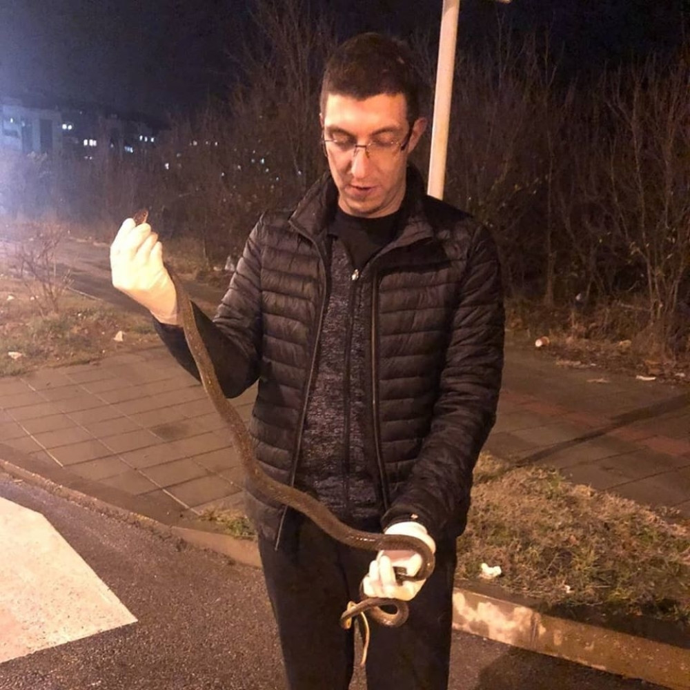 Žena je vozila autobus u Somboru, a onda joj je put preprečila velika zmija! Počela je prava drama! (FOTO)