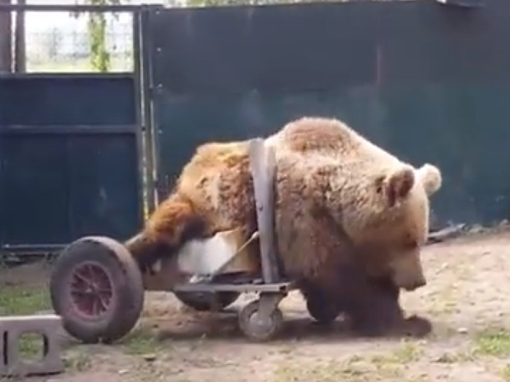 Dobri ljudi pronašli ga sa slomljenom kičmom i obezbedili mu život iz bajke! Meda Uško bio je simbol borbe i snage!