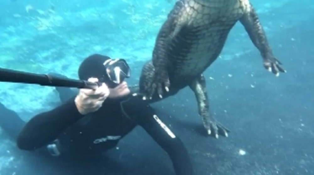 Ronilac je plivao, a onda se pored njega pojavio ogroman gmizavac. Sekundu kasnije legao je na njega!