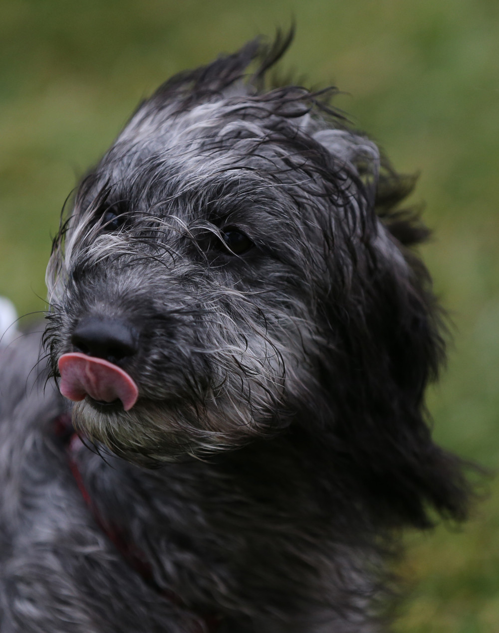 Zbog čega se tvorac rase labradudl kaje zbog svog izuma?