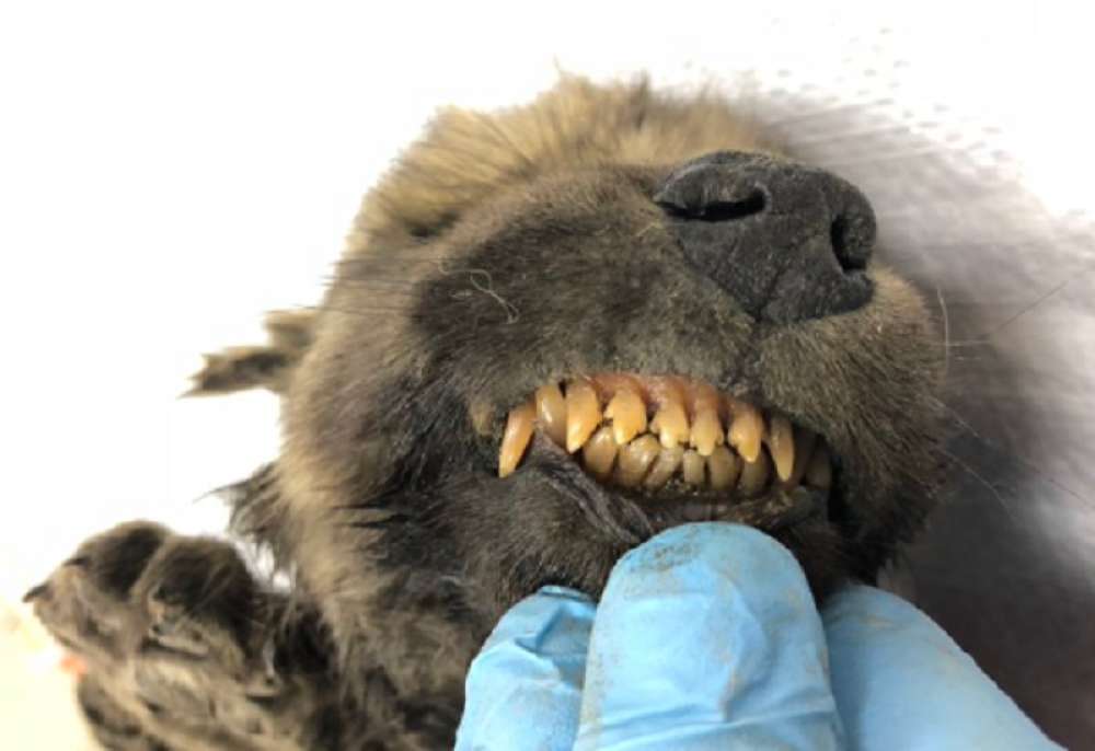 U Sibiru pronađeno štene staro 18.000 godina (VIDEO)