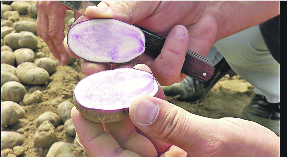 Kao da jedete puding, a zarađuje se fantastično (FOTO)