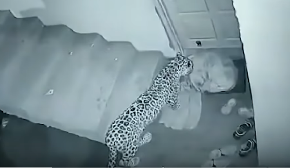 Leopard je zgrabio psa pred ulaznim vratima, počela je agonija, a oni nisu ništa mogli da urade! (VIDEO)