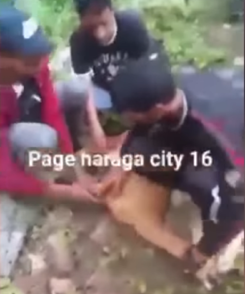 Migranti uhvatili lane u šumi na granici sa Hrvatskom, nožem mu odsekli glavu, pa snimak pustili na društvene mreže! (VIDEO)