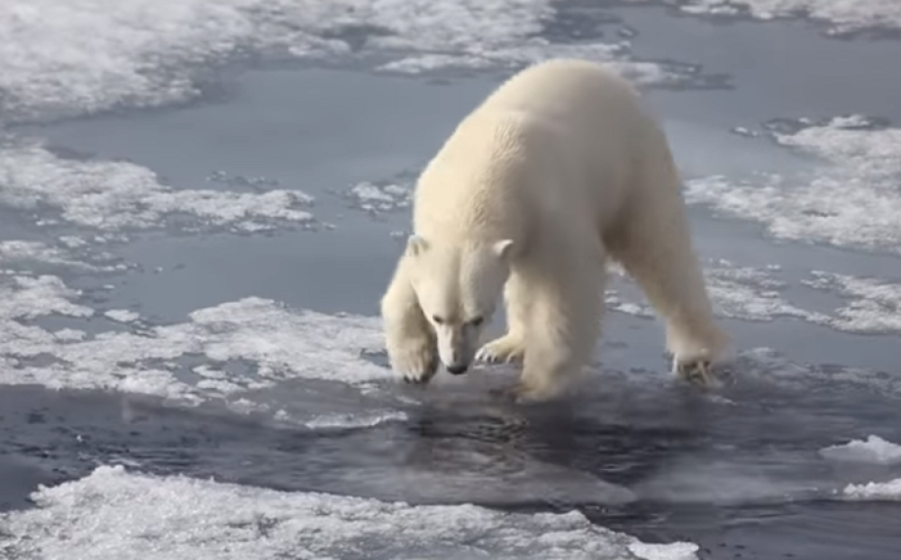 Primećene užasne promene, omiljena životinja postala krvoločna zver!